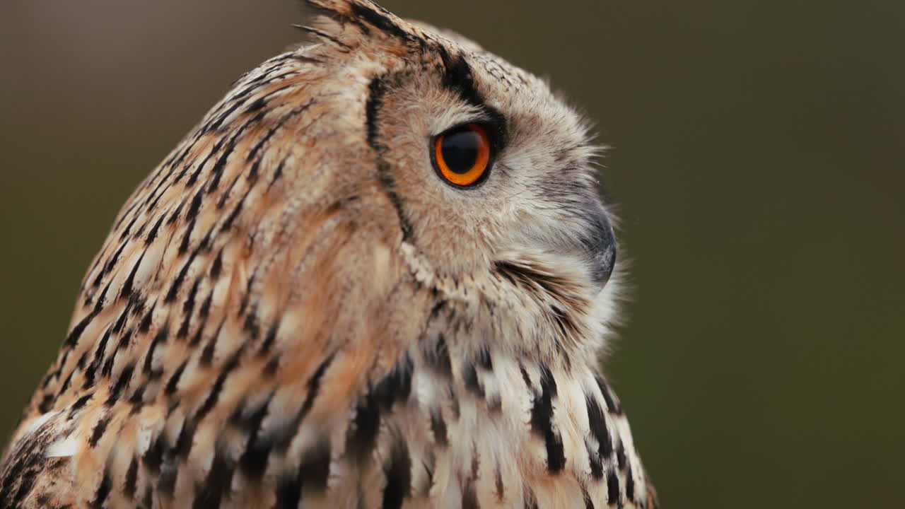 el perfil de un búho águila en primer plano