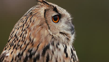 close-up profile of an eagle owl