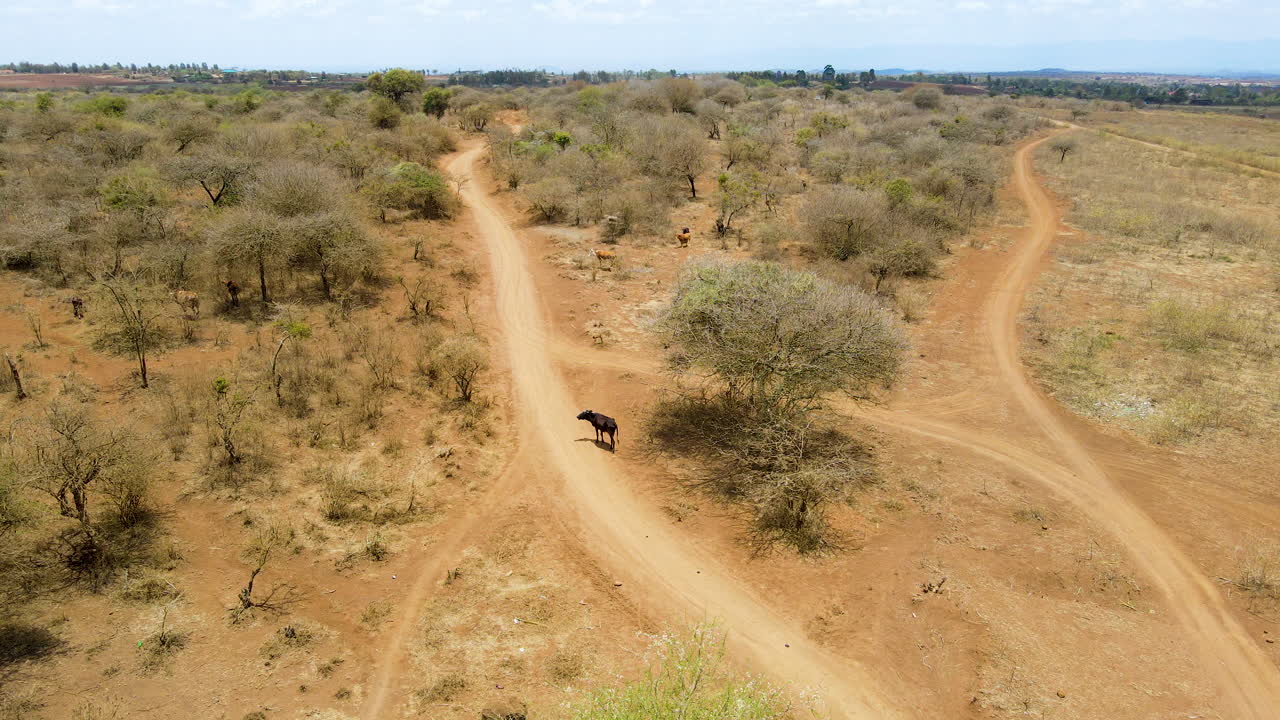 Luftfoto af en flok køer på landet i Kenya