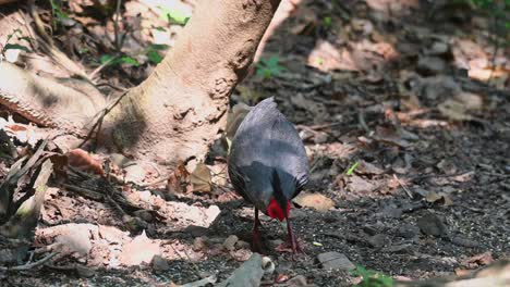 foraging in the undergrowth, a lone kalij pheasant lophura is feeding on scattered grains and corn grits