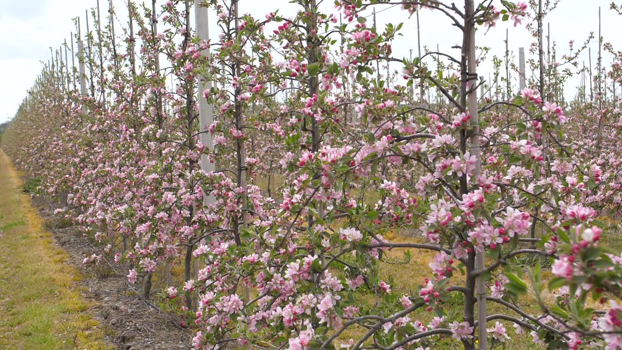 manzanos jóvenes en una fila en flor en mayo en kent, reino unido