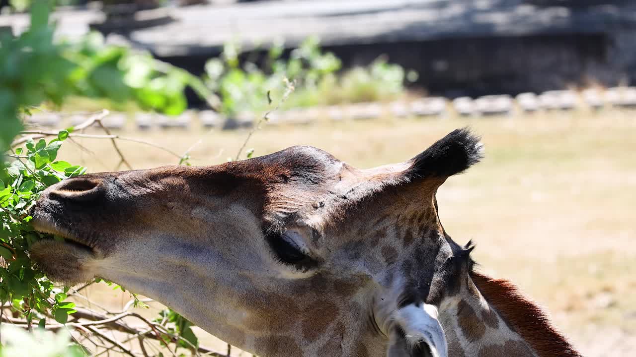 Giraffe eating leaves in Chonburi, Thailand
