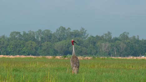 Blick-Nach-Links-Und-Herum-Und-Nach-Rechts,-Gesehen-In-Der-Mitte-Einer-Wiese-Während-Eines-Heißen-Nachmittags,-Sarus-Kranich,-Antigone-Antigone,-Buriram,-Thailand