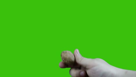 con una nuez despellejada a mano aislada en el fondo de la pantalla verde de chroma key.