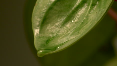 Gotitas-De-Agua-Cristalizadas-Redondas-Que-Se-Forman-Goteando-Desde-La-Punta-De-Una-Hoja-Verde---Primer-Plano