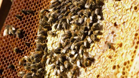 Große-Honigbienenkolonie,-Die-An-Einem-Sonnigen-Tag-über-Die-Waben-Eines-Bienenstocks-Läuft