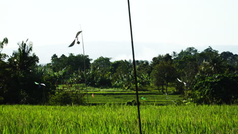 Veleta-En-Los-Arrozales-Para-Ahuyentar-A-Los-Pájaros