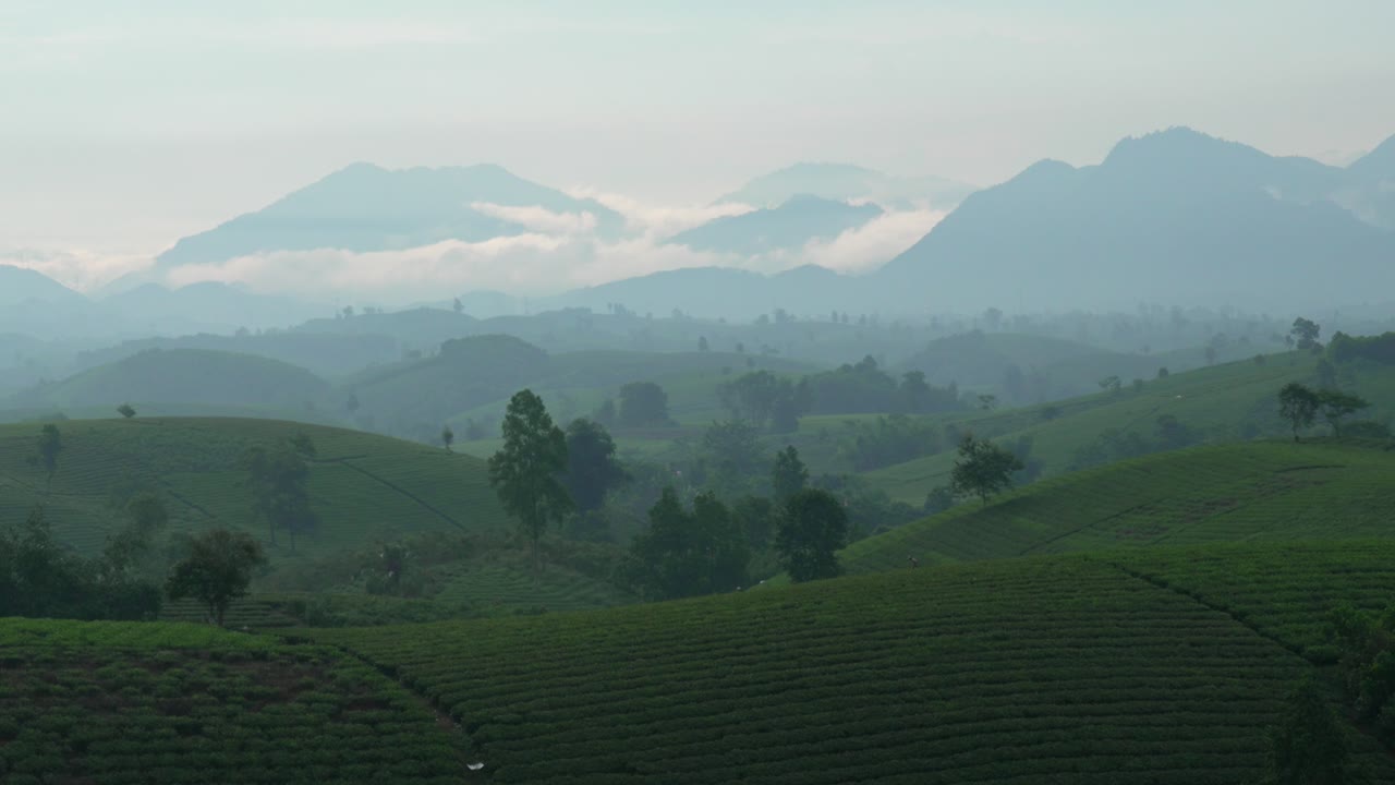 Beautiful landscape of Long Coc tea plantation fields with low clouds by the mountains in Vietnam