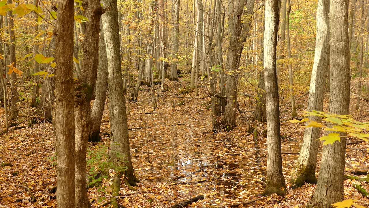 маленькая американская птичка малиновка охотится за пищей в стволе дерева на пруду, усыпанном опавшими осенними листьями