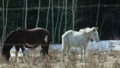 Caballos-Parados-En-El-Viento-Por-El-Bosque-Y-Pastando