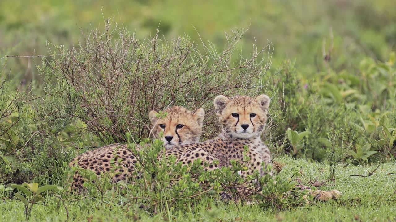 los cachorros de guepardo acostados en la hierba en áfrica en el parque nacional serengeti, una pareja de dos guepardos en la naturaleza en tanzania en áfrica en safari de vida silvestre africano animales de juego