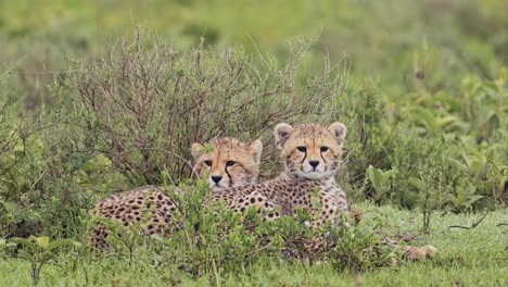 cheetah cubs lying on grass in africa in serengeti national park, pair of two cheetahs in the wild in tanzania in africa on african wildlife safari animals game drive