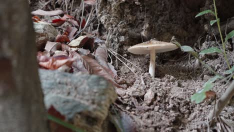 single mushroom growing in a forest, earthy tones with a focus on natural detail, soft natural lighting