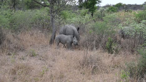 Junges-Breitmaulnashorn-Steht-Vor-Der-Kamera-Vor-Seiner-Mutter