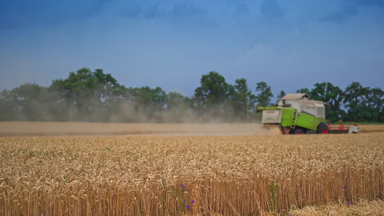 Ripe and dry wheat ears of corn in the field. Harvester machine working in the yellow field at the background. Harvesting season on windless sunny day.