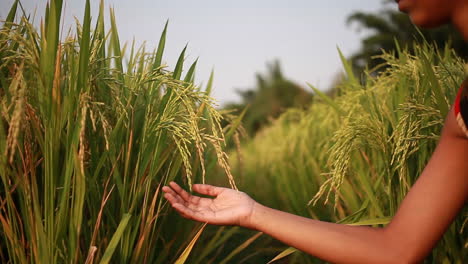 cultivo de arroz orgánico en la india