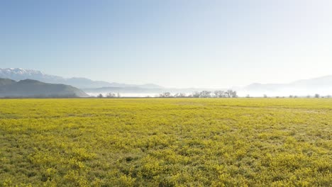 drone flight 1 of 1 slow and low over bright yellow wild flowers towards mountains, clouds and blue sky