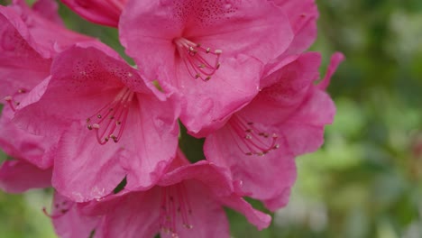 pink azalea flowers and in slow motion