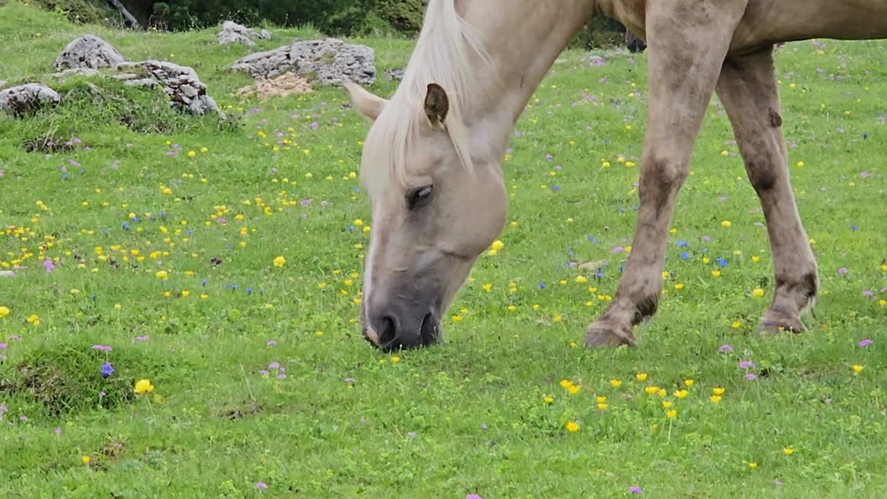 un caballo pálido pastoreando en un prado rico y verde