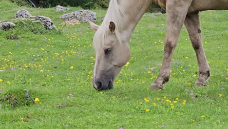 Blasses-Pferd-Weidet-Auf-Einer-Satten,-Grünen-Wiese