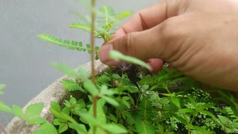 close up of hands picking grass