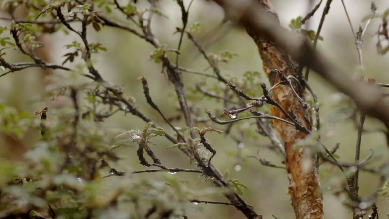forest and vegetation, close up