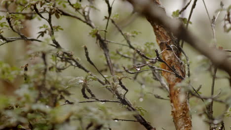 forest-and-vegetation,-close-up