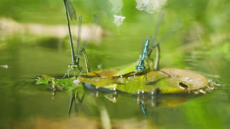 common blue damselflies in mating wheel pose floating on water