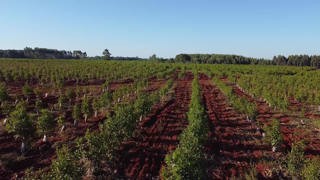 vista aérea de las jóvenes plantaciones de yerba mate, bebida tradicional de argentina