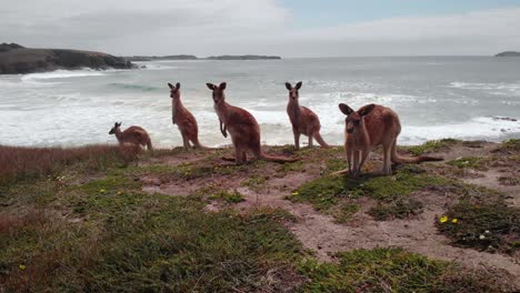 vista aérea de drones de una manada de canguros rojos, en australia nublada - osphranter rufus