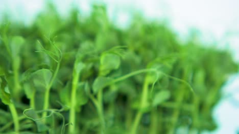 fresh green raw pea sprouts in the box rotate slow on a black dish on light blue background, healthy food concept, micro greens, extreme close up shot, shallow depth of field, camera rotate right