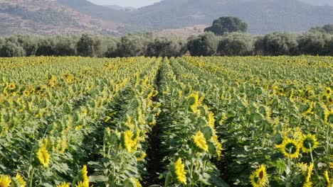 imágenes de paisajes constantes de una granja de girasoles.