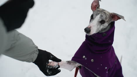 dog in purple coat reaches paw toward person on snowy day, with focus on connection and gesture. image partially obscured by foreground blur, creating soft artistic effect capturing winter interaction moment
