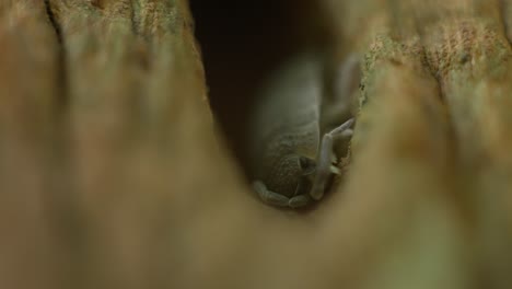 macro close-up capturing a tiny hidden cochineal nestled in a secret spot within forest wood