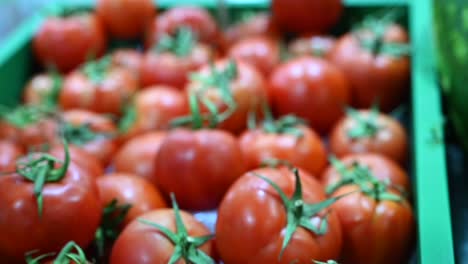 locally grown tomatoes are showcased and offered for sale at the agriculture festival in the uae