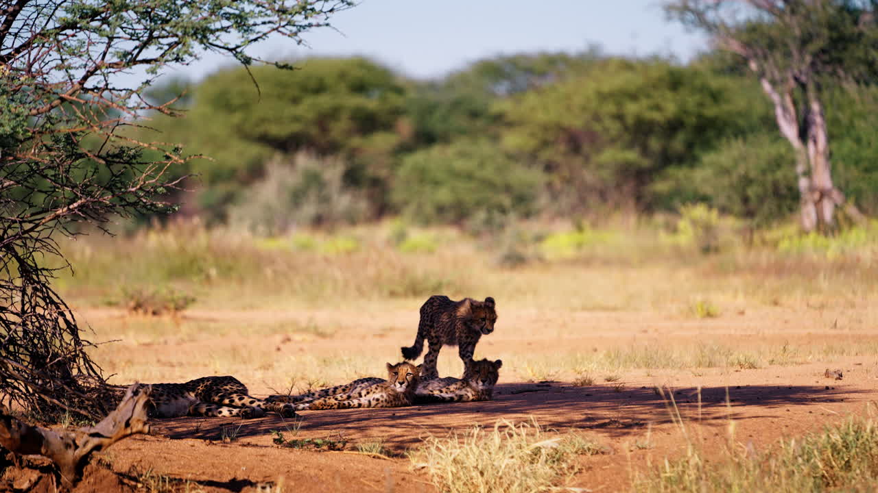 Cheetah Cubs Resting Under a Tree