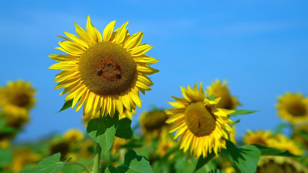 素晴らしい夏の日、青空を背景にヒマワリにとまるミツバチ