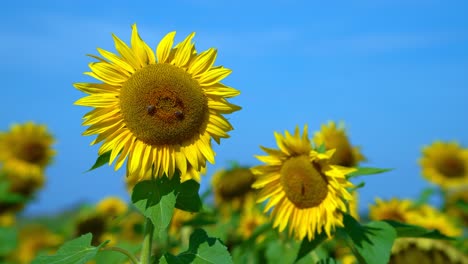 bees on sunflowers with blue sky in the background at a great summer day