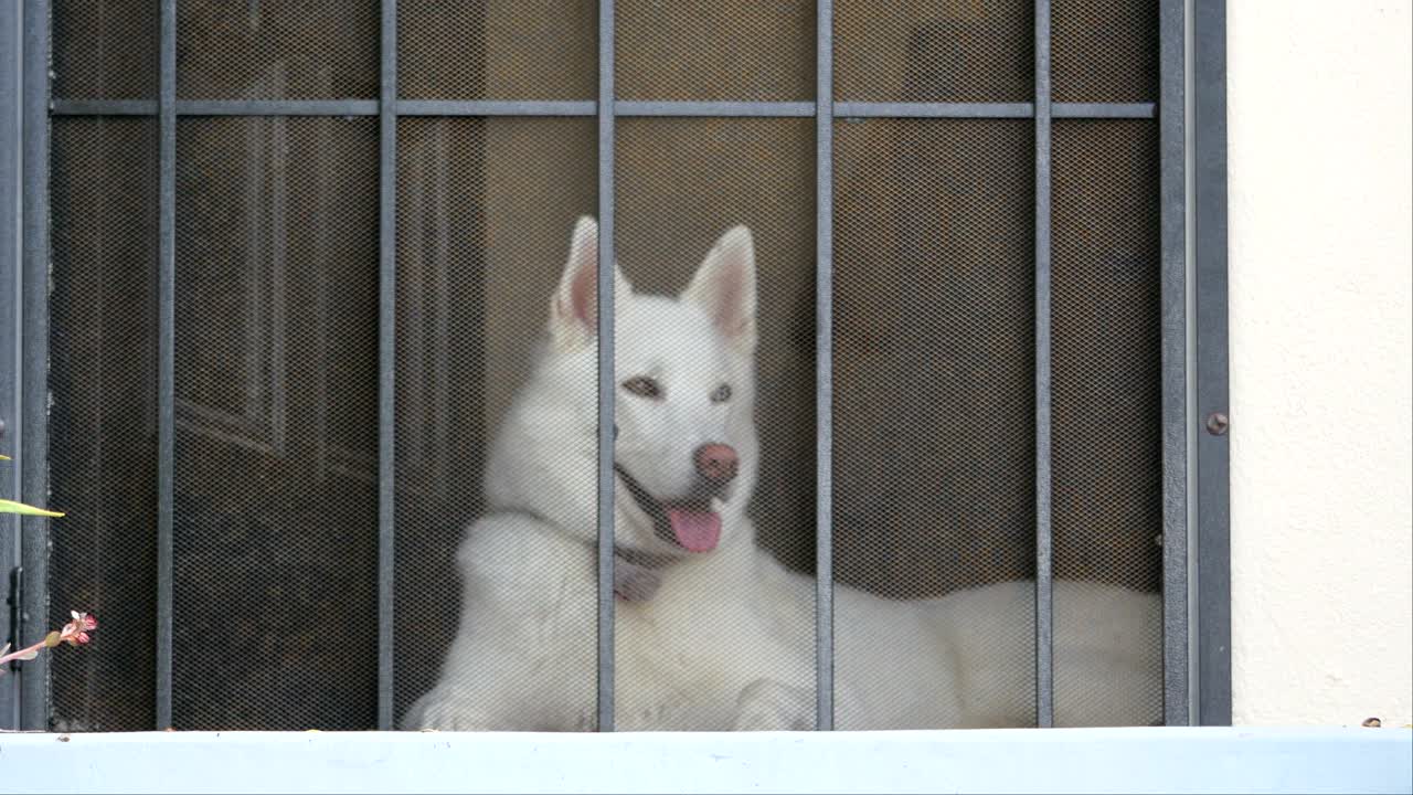 시베리아 허스키 (siberian husky) 는 4k에서 주인을 기다리고 있습니다.