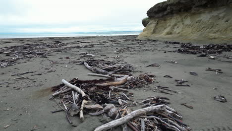 washed out dry wood on beach of money island, dolly forward