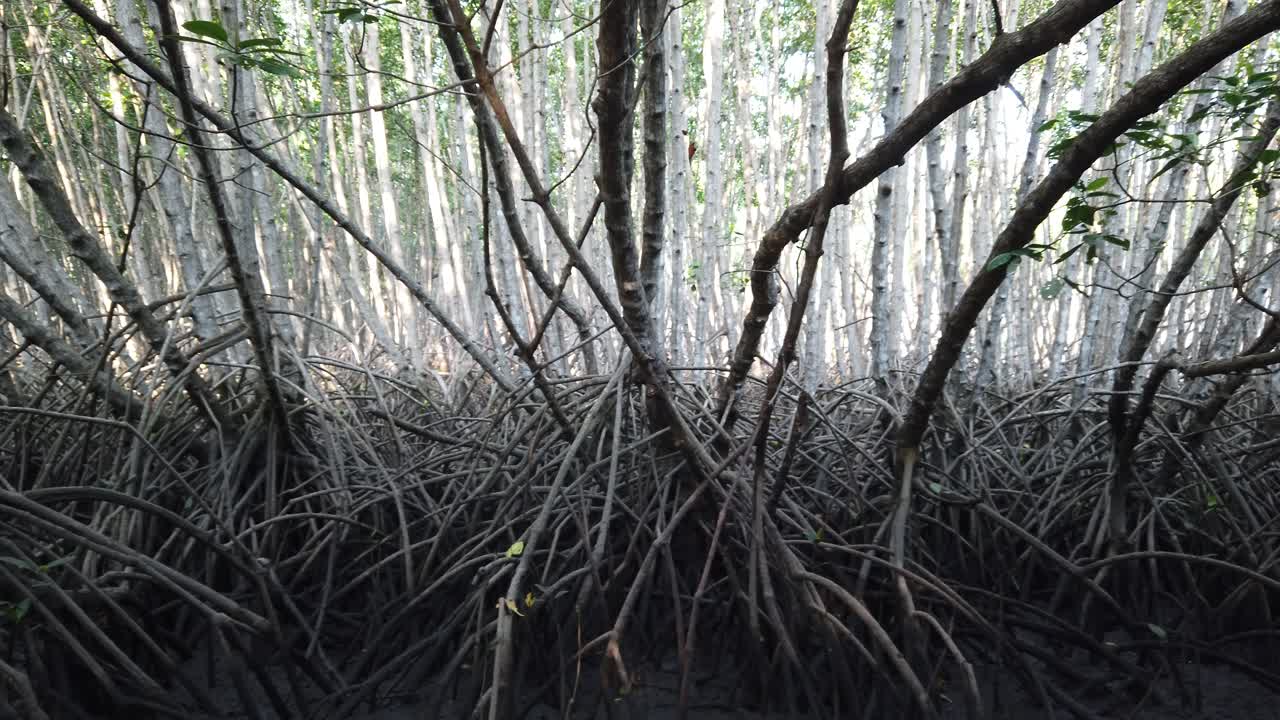 Roots Tangles of Mangrove Forest Closeup Shot in Serangan Bali Indonesia Mystic Swamp Natural Atmosphere of Ecosystem Conservation Area