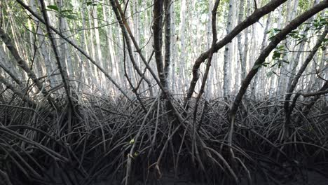 roots tangles of mangrove forest closeup shot in serangan bali indonesia mystic swamp natural atmosphere of ecosystem conservation area