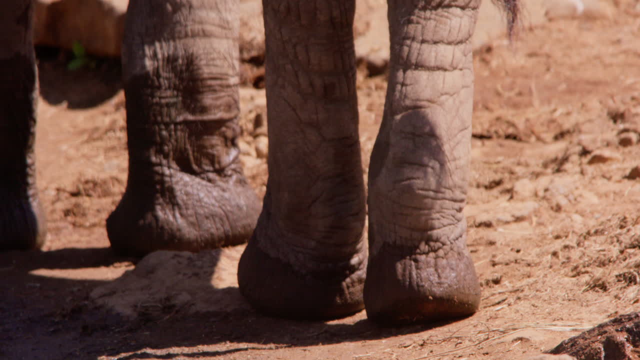 Zampe di elefanti africani della savana che camminano al bordo di una pozza d'acqua