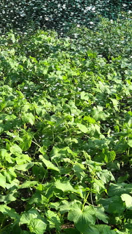 cucumbers being watered in a garden
