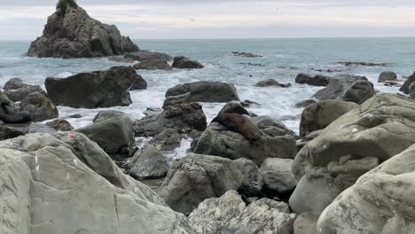 seal lying on rock with crashing waves from ocean at kaikoura in south island, new zealand