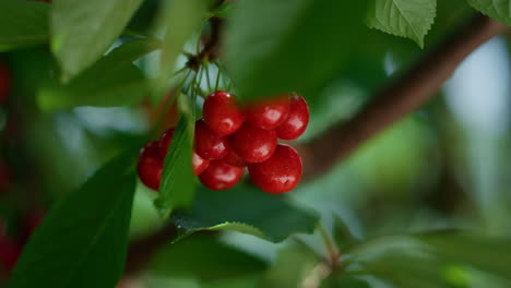 Red-cherry-fruit-hanging-on-branch-tree-closeup.-Healthy-vegetarian-dessert
