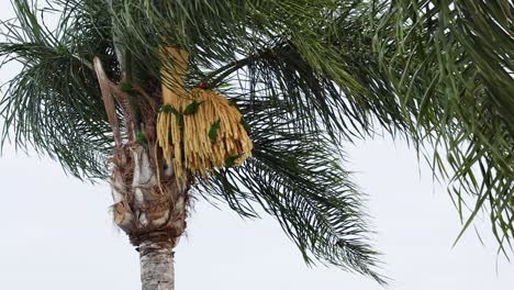 el pájaro sorbe el néctar de las flores de la palma repetidamente
