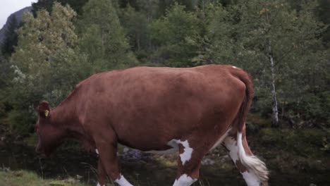 Cow-walking-down-the-street-in-nearby-forest,-Norway