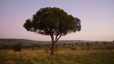 tall tree at sunset in beautiful lights, african wilderness in maasai mara national reserve, kenya, africa safari landscape in masai mara north conservancy