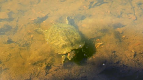 large red-eared slider turtle digging under the water pond